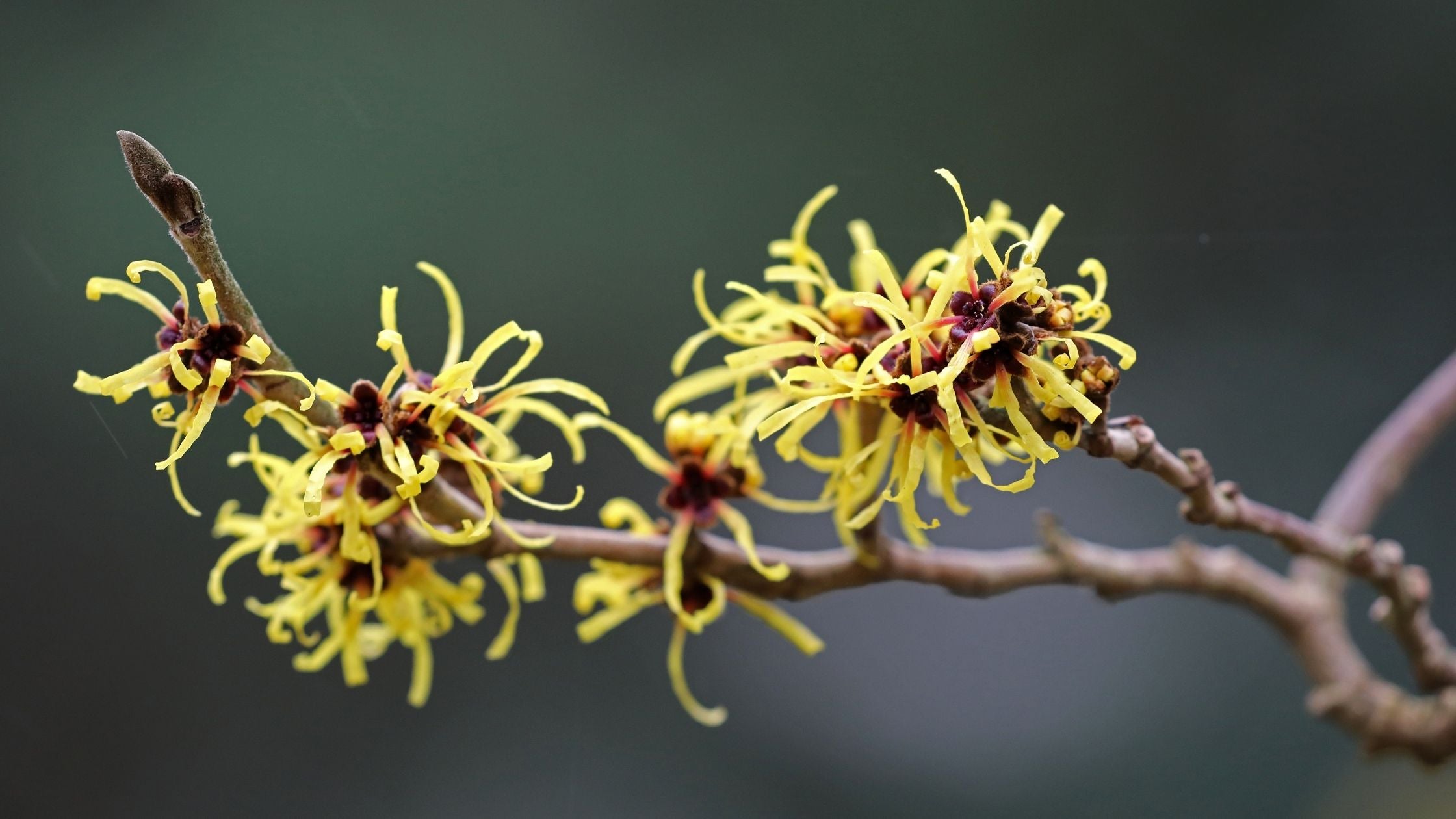 Close-up of witch hazel yellow spidery flowers on a branch