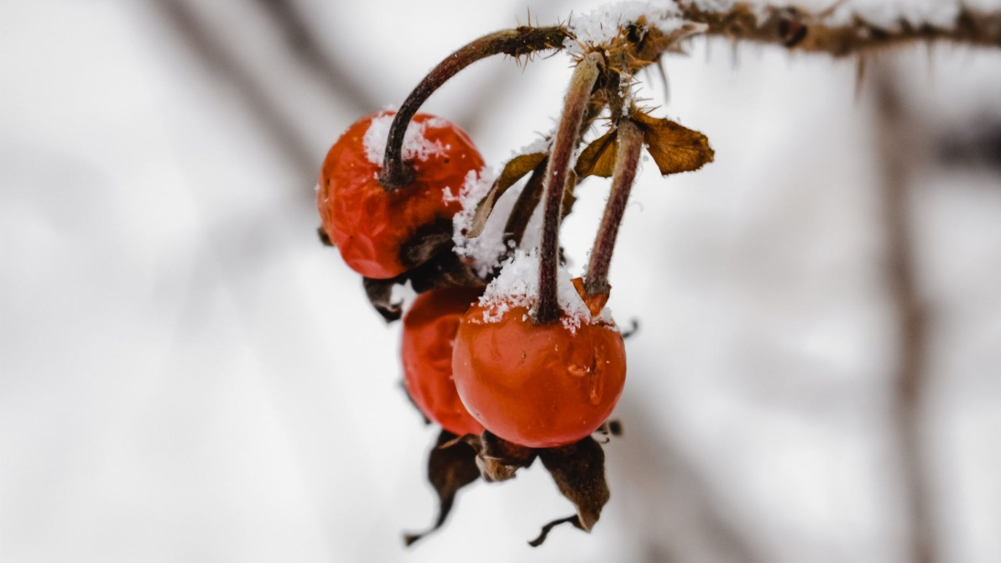 Rosehip Oil: The natural oil everyone is going gaga over